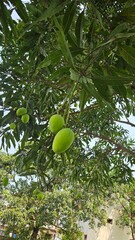 Mango on tree