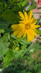 yellow flower in the garden