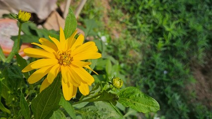 yellow flowers in the garden