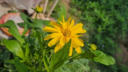 yellow flowers in the garden