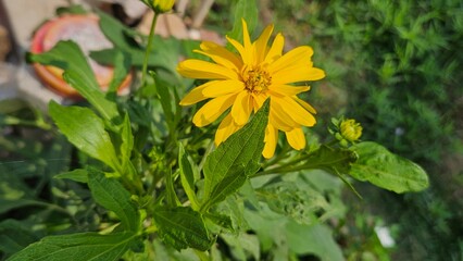 yellow flowers in the garden