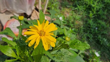  Yellow flower