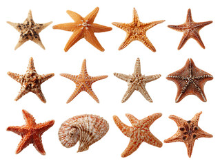 Diverse Starfish and Seashell Collection on Transparent Background, PNG