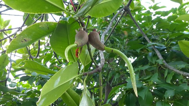 Bakau (Rhizophora) or Mangrove plants with propagules by the sea.