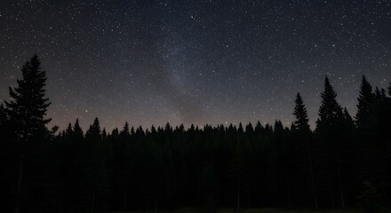 Naklejka premium Starry Night Over Silhouetted Forest