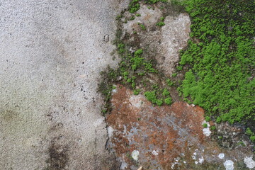 green moss on stone wall