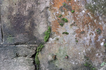 stone wall with moss
