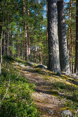 Path in the forest