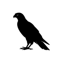 Hawk silhouette, vector silhouette of an animal on a white background