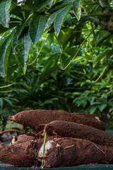 Cassava root on a plastic table with the manioc plantation on the farm in Brazil