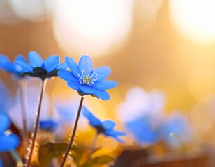 Blue beautiful flower on a beautiful toned blurred background, border. Delicate floral background, selective soft focus.
