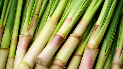 Fototapeta premium Lemongrass Background. Fresh Asian Grass in Abstract Closeup with Vibrant Colours