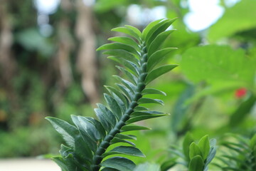 close up of fern leaf