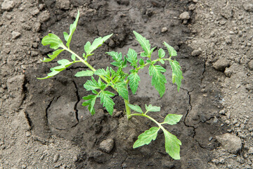 A young tomato bush in a vegetable garden. Tomato seedlings in spring.