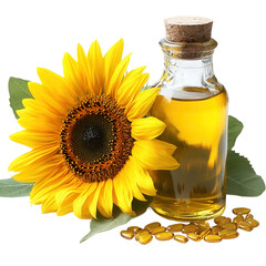 Sunflower and bottle of sunflower oil isolated on a transparent background. 