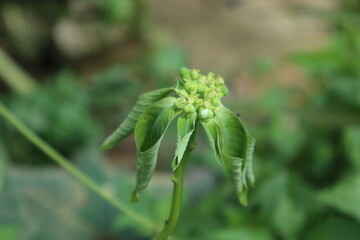 Close-Up of Green Budding Plant with Curled Leaves