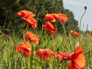 close up of scarlet flowers of weed plant wild red poppy on wheat field on sunny spring day