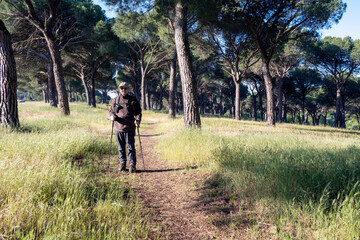 Fototapeta premium Man Hiking a Trail in a Scenic Pine Forest under Clear Skies
