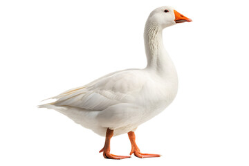 Majestic White Goose A Stunning Portrait of a Domesticated Bird