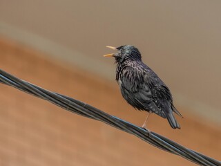 A wild bird, the common starling (Sturnus vulgaris), sings while sitting on a thick overhead cable...