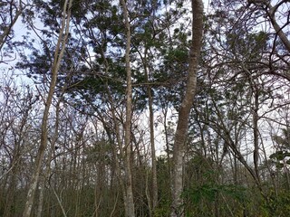 Dense Dry Forest with Bare Trees and Sparse Greenery