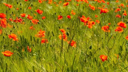 spring picture of green wheat field with wheat sprouts and wild scarlet poppy shoots on sunny summer day