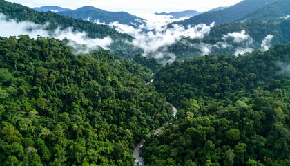 Photo Rainforest landscape background