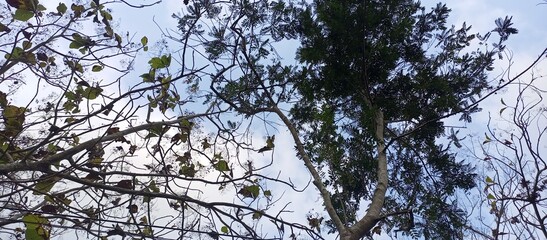 Intertwined Tree Branches with Fading and Lush Green Foliage Against Sky