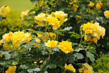 Beautiful roses in full bloom at the Japan Rose Garden.