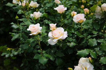 Beautiful roses in full bloom at the Japan Rose Garden.