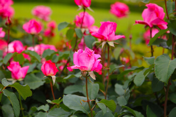 Beautiful roses in full bloom at the Japanese Rose Garden.