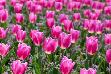 Beautiful tulip flower garden. The Expo 70 Commemorative Park, Osaka, Japan