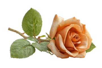 PNG Elegant orange rose with lush green leaves on black background