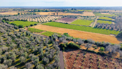 Campi e uliveto dall'alto - Salento