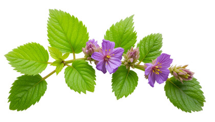 Herbal medicine plant Pulmonaria officinalis or Lungwort on white or transparent background
