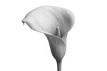 White calla lily blossom emerging elegantly, transparent backdrop highlighting delicate petals