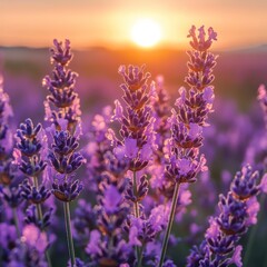 Fototapeta premium Lavender field bathed in sunset glow