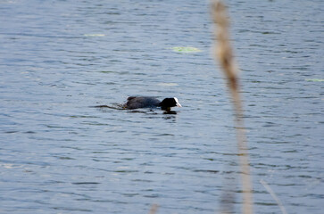 Obraz premium Eurasian coot gliding through calm water with focused gaze and rhythmic motion. Eurasian coot swimming low and fast, alert mood, side view, pond reeds, nature behavior, documentary concept, animal.