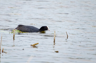 Eurasian coot gliding through calm water with focused gaze and rhythmic motion. Eurasian coot...