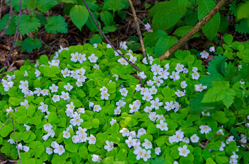 Forest floor blooming with delicate wood sorrel flowers and vibrant green foliage. Wood sorrel in...
