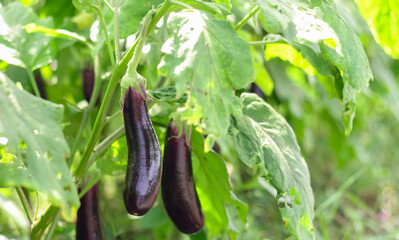 Photo of purple eggplant on the tree.