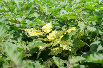 Photo of eggplant leaves infected with gemini virus. The leaves are yellow.
