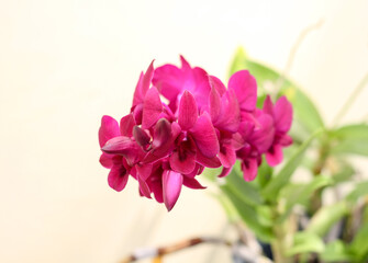 Photo of purple orchid flower.