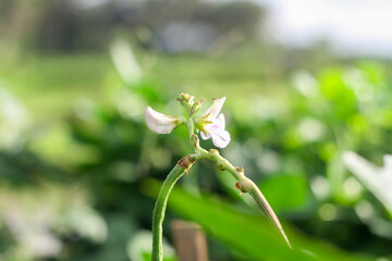 Photo of long bean flower.