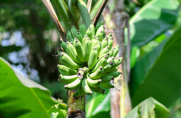 Photo of bananas on the tree.
