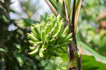 Photo of bananas on the tree.