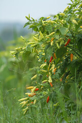 Photo of a cayenne pepper plant with very dense cayenne pepper fruit.
