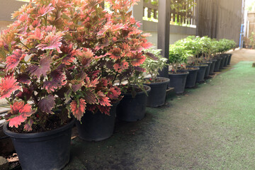 A beautiful row of short flower trees planted in pots for placing along the walkway in front of the house. There are Golden penda, Gardenia jasminoides, and Solenostemon scutellarioides.