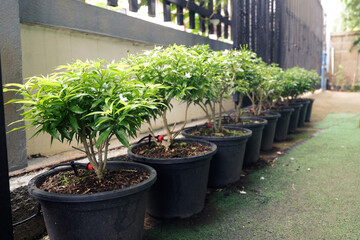 A beautiful row of short flower trees planted in pots for placing along the walkway in front of the house. There are Golden penda, Gardenia jasminoides, and Solenostemon scutellarioides.
