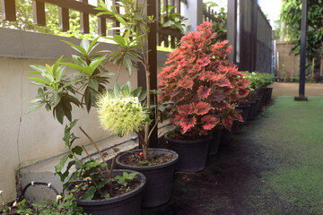 A beautiful row of short flower trees planted in pots for placing along the walkway in front of the house. There are Golden penda, Gardenia jasminoides, and Solenostemon scutellarioides.